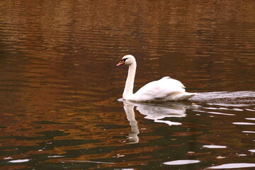 Fototapeta premium The elegance and beauty of a white swan