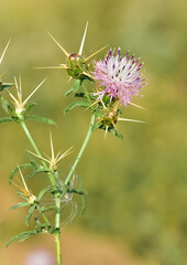 photos of natural thorns and blooming thorns