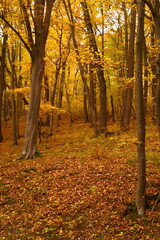 Vibrant colors of autumn; forest in autumn colors