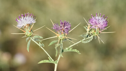 photos of natural thorns and blooming thorns