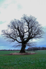 big wide majestic leafless oak tree in green agricultural field. Latvia landscape in late autumn.