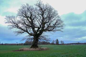 Obraz premium big wide majestic leafless oak tree in green agricultural field. Latvia landscape in late autumn.