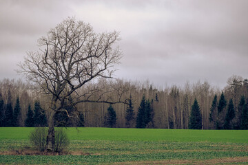 big oak tree in green agricultural field. Leafless deciduous tree in late autumn. Latvia countryside landscape. Gray cloudy sky.