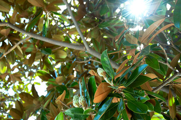 A close-up shot of a magnolia seed pod,highlighting its unique texture and surrounded by lush green foliage. Raindrops glisten on the leaves, adding to the vibrant, natural beauty of this moment