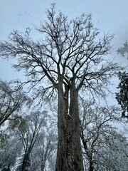 Tree in the wintertime 