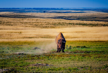 Obraz premium An adult bison kicks up dust on the plains of Badlands National Park, South Dakota