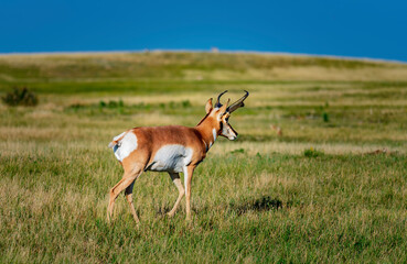 A male pronghorn roams the plains in Badlands National Park, South Dakota
