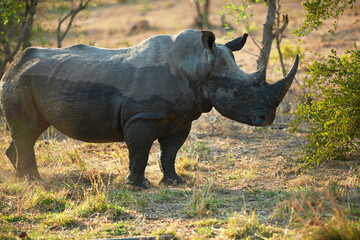 Obraz premium Rhino, animal sanctuary and game reserve with sustainability and environment for indigenous wildlife in Africa. Conservation, protected area and nature with travel, safari and outdoor in Kenya