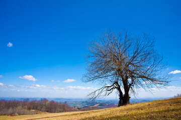 Bare Tree on a Hilltop Under Clear Blue Sky