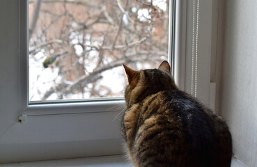 The cat watches the bird from the windowsill. © Viktor