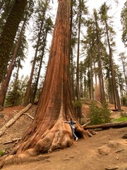 giant sequoia trees