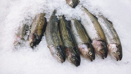 River trout fresh fish on ice in a food market