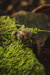 In a serene forest setting, small brown mushrooms emerge from lush green moss atop a textured rock, surrounded by soft, blurred earthy tones, creating a tranquil, earthy ambiance.