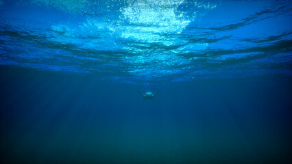 Huge sea turtle swim underwater