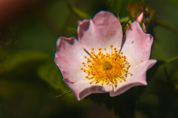 a close-up of a delicate flower. The flower has a soft pink outer petal structure, giving it a...