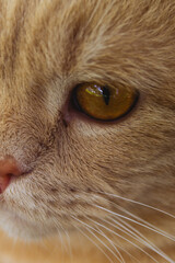 a close-up view of a cat's face, specifically focusing on its eye and surrounding facial features. The cat has a vibrant orange fur coat, with a texture that appears soft and fluffy