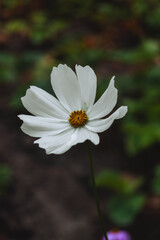 Obraz premium a single white flower, characterized by delicate, petal-like structures that radiate outward. The petals have a slightly wavy edge, giving them a soft and natural appearance.