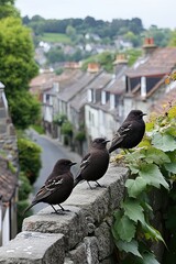  Small birds perched on an ancient stone wall covered in ivy with a medieval village in the background.