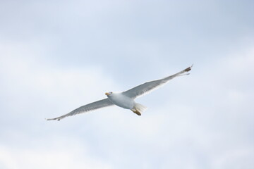 Seagull