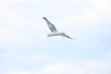 Seagull