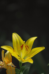 a vibrant yellow flower, presumably a lily, standing out against a dark, blurred background. The petals are wide and gracefully curved, exhibiting a bright yellow hue that captures light beautifully.