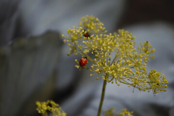 a close-up view of a delicate yellow flower cluster showcasing small, spherical yellow blooms.