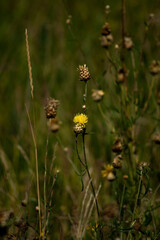 a primarily grassy field with a focus on a few distinct blooms. Dominating the foreground is a bright yellow flower, characterized by its spiky petals and vibrant color, standing out against