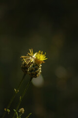 a close-up view of a cluster of small flowers, primarily showcasing a vibrant yellow bloom. The petals are delicate and radiate outward, creating a star-like shape
