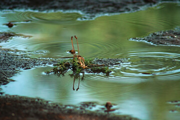 a tranquil scene featuring a small body of water, likely a puddle, situated on a textured surface. The water is clear, reflecting the surrounding environment, with gentle ripples