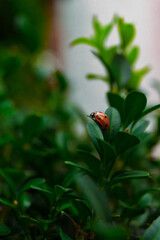 a close-up view of vibrant green leaves, likely from a shrub or small plant. Among the foliage, a small ladybug can be seen, perched on one of the leaves