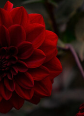 a close-up of a vibrant red flower, likely a dahlia, showcasing its intricate petal structure. The petals are overlapping and tightly packed, creating a lush and textured appearance.