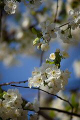 a close-up view of delicate white blossoms on a tree. The flowers feature multiple petals that are arranged in layers, with a slightly ruffled appearance.