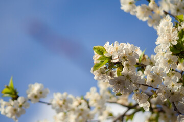a close-up view of a flowering branch against a backdrop of a bright blue sky