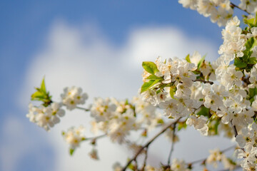 a close-up view of a flowering branch against a backdrop of a bright blue sky