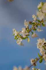 Obraz premium a close-up view of a flowering branch against a backdrop of a bright blue sky