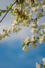 a branch adorned with delicate white cherry blossoms, each exhibiting soft petals and subtle yellow centers. The blossoms are clustered together