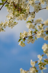 a branch adorned with delicate white cherry blossoms, each exhibiting soft petals and subtle yellow centers. The blossoms are clustered together