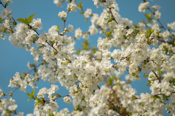 a branch adorned with delicate white cherry blossoms, each exhibiting soft petals and subtle yellow...