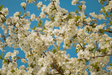 a branch adorned with delicate white cherry blossoms, each exhibiting soft petals and subtle yellow...