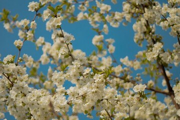 a branch adorned with delicate white cherry blossoms, each exhibiting soft petals and subtle yellow centers. The blossoms are clustered together