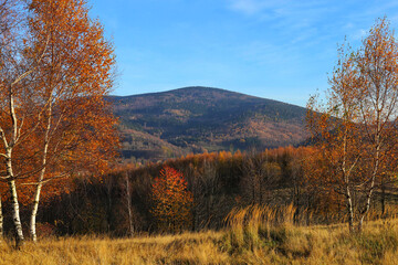 autumn forest in the Owl mountains in Lower Silesia