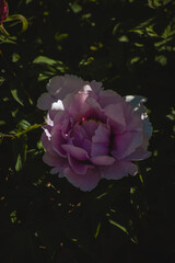 a close-up view of a peony flower surrounded by lush green foliage. The peony features large,...
