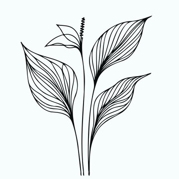 recommend clip art: Illustrator Artwork, set of contour spring flowers Spathiphyllum, 
                    line art floral, leaves, 
                    black and white illustration Anthurium, 
                    set of decorative elements of plants stylized Aglaonema, Calla