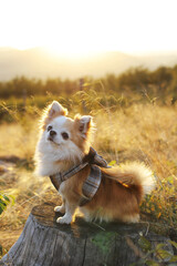 Adorable Chihuahua sitting on a tree stump in a scenic outdoor setting