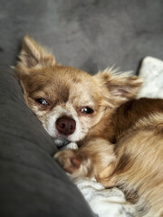 A close-up shot of a small, light brown Chihuahua resting on a grey couch