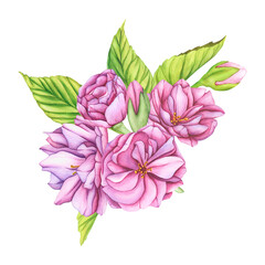 Watercolor Pink Flowers. Illustration with bouquet from cherry blossoms. Japanese sakura flowers botanical Clip Art. Floral Template for postcards for Valentine's Day, Women's Day and wedding design