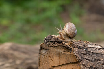 Grape snail crawls on a stump in the garden . Helix pomatia, edible snail. Habitat. Close-up image. © Yuliya