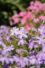 a vibrant garden scene featuring clusters of flowers in various hues. In the foreground, delicate flowers with five petals are abundantly scattered