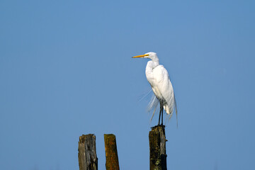 Great Egret