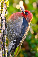 Red Breasted Sapsucker